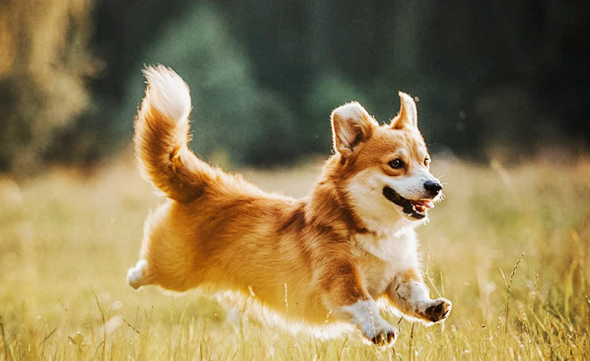 3 con giáp thẳng tính đến mức dễ mất lòng nhưng lại rất đáng tin Ảnh 3