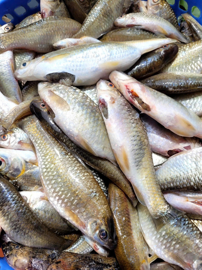 Loại cá nhỏ chỉ bằng đầu đũa, ngày trước bán 'rẻ như cho', nay 400 nghìn mới mua được 1 kg Ảnh 1