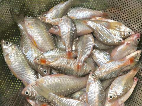 Loại cá nhỏ chỉ bằng đầu đũa, ngày trước bán 'rẻ như cho', nay 400 nghìn mới mua được 1 kg Ảnh 3
