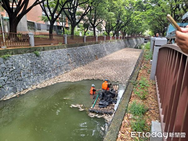 300kg cá chết nổi trắng sông, bốc mùi hôi nồng nặc khiến người dân hoảng hốt Ảnh 2