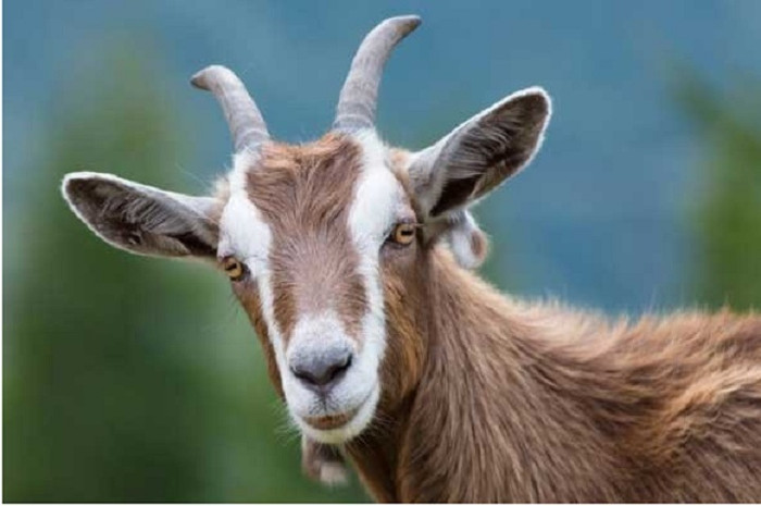 4 con giáp mang số 'đi đường vòng': Thành công đến muộn nhưng lại bền và khó ai sánh kịp Ảnh 3