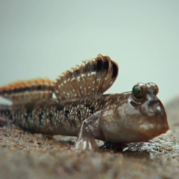 Loại cá xấu từ ngoại hình đến cá tên nhưng lại là đặc sản trứ danh miền Tây, ăn một lần là nhớ mãi Ảnh 5