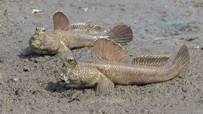 Loại cá xấu từ ngoại hình đến cá tên nhưng lại là đặc sản trứ danh miền Tây, ăn một lần là nhớ mãi Ảnh 1