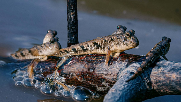 Loại cá xấu từ ngoại hình đến cá tên nhưng lại là đặc sản trứ danh miền Tây, ăn một lần là nhớ mãi Ảnh 6