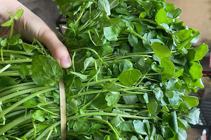 Cải xoong là loại rau được chuyên gia Mỹ đánh giá tốt nhất thế giới. (Ảnh minh họa từ Internet)