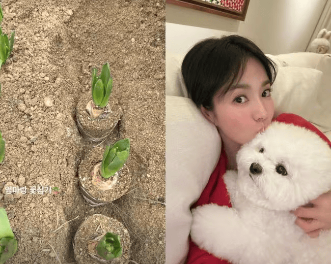 Song Hye Kyo hào hứng khoe khoảnh khắc trồng cây cùng mẹ. Ảnh: IGNV