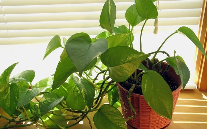 5 loại cây quen mặt nhưng tiềm ẩn rủi ro sức khỏe: Đừng đặt bừa trong phòng kín Ảnh 2