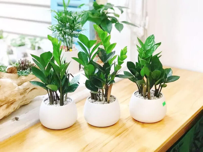 5 loại cây quen mặt nhưng tiềm ẩn rủi ro sức khỏe: Đừng đặt bừa trong phòng kín Ảnh 3