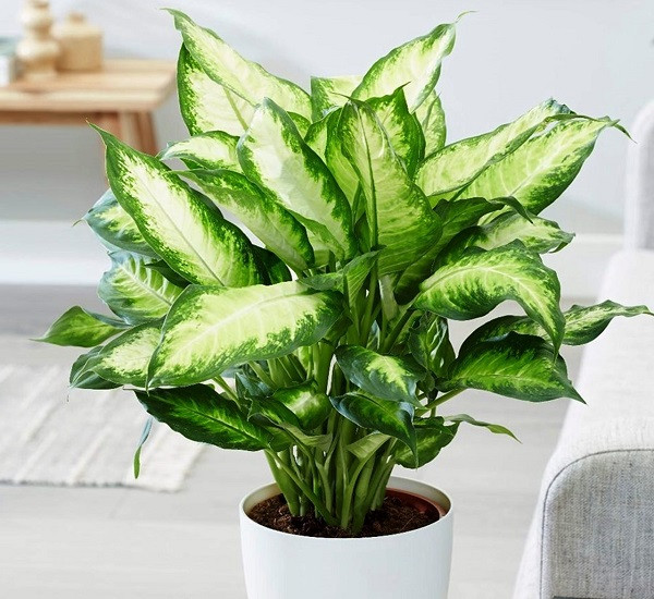 5 loại cây quen mặt nhưng tiềm ẩn rủi ro sức khỏe: Đừng đặt bừa trong phòng kín Ảnh 4