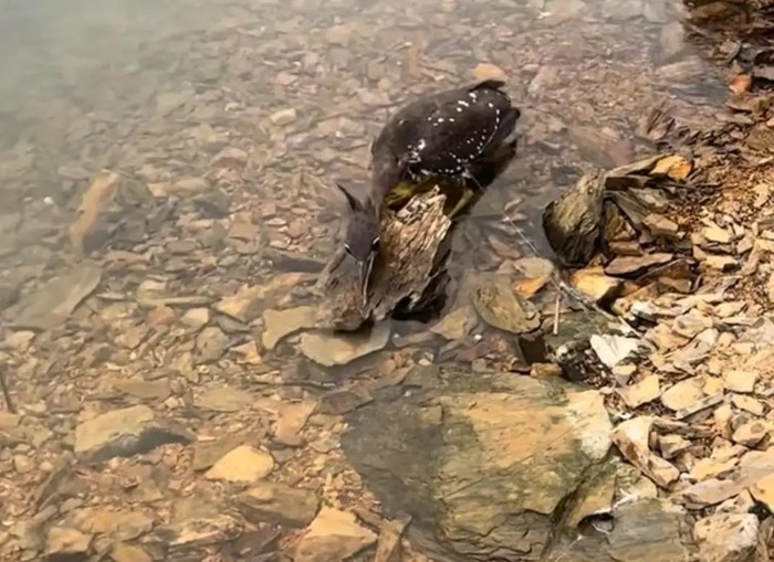 Giải cứu con chim lạ mắc lưới, người đàn ông sững sờ khi biết độ quý hiếm của nó Ảnh 2