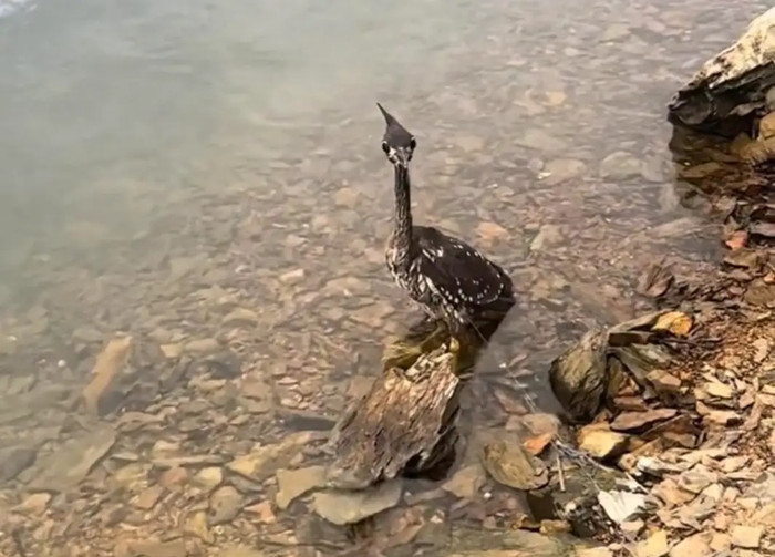 Giải cứu con chim lạ mắc lưới, người đàn ông sững sờ khi biết độ quý hiếm của nó Ảnh 1