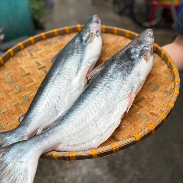 Loại cá đặc sản vùng nước lợ ở miền Tây, càng làm khô càng đắt giá Ảnh 1