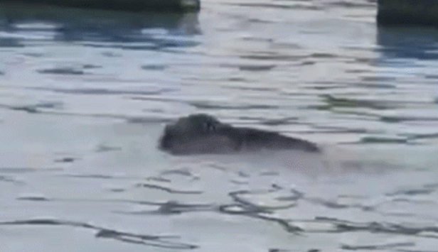 Chèo thuyền trên sông, người dân hoảng hốt khi con 'thủy quái' trồi lên mặt nước Ảnh 1