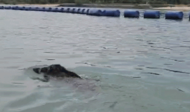 Chèo thuyền trên sông, người dân hoảng hốt khi con 'thủy quái' trồi lên mặt nước Ảnh 2