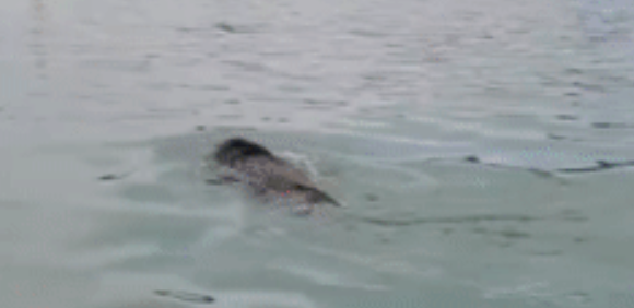 Chèo thuyền trên sông, người dân hoảng hốt khi con 'thủy quái' trồi lên mặt nước Ảnh 3