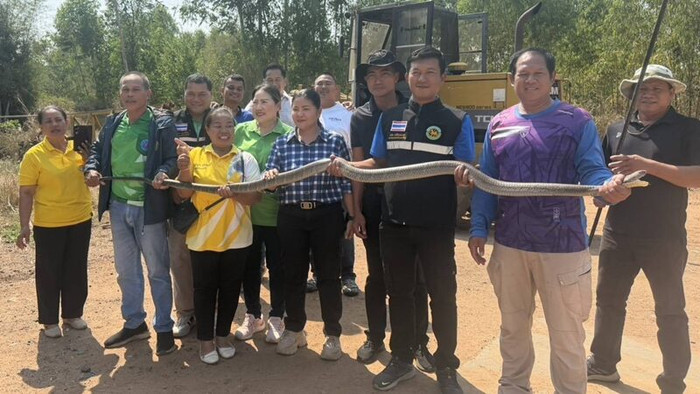 Con rắn hổ mang chúa 'đột nhập' vào nhà máy, nghẹt thở cảnh tượng vây bắt Ảnh 2