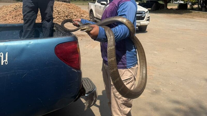 Con rắn hổ mang chúa 'đột nhập' vào nhà máy, nghẹt thở cảnh tượng vây bắt Ảnh 1