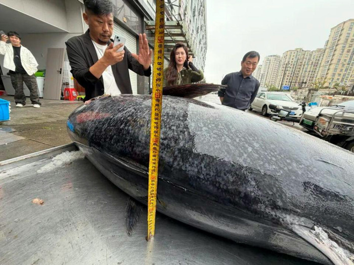 Ngư dân bắt được 2 con cá khổng lồ, giá trị hơn 350 triệu đồng Ảnh 3