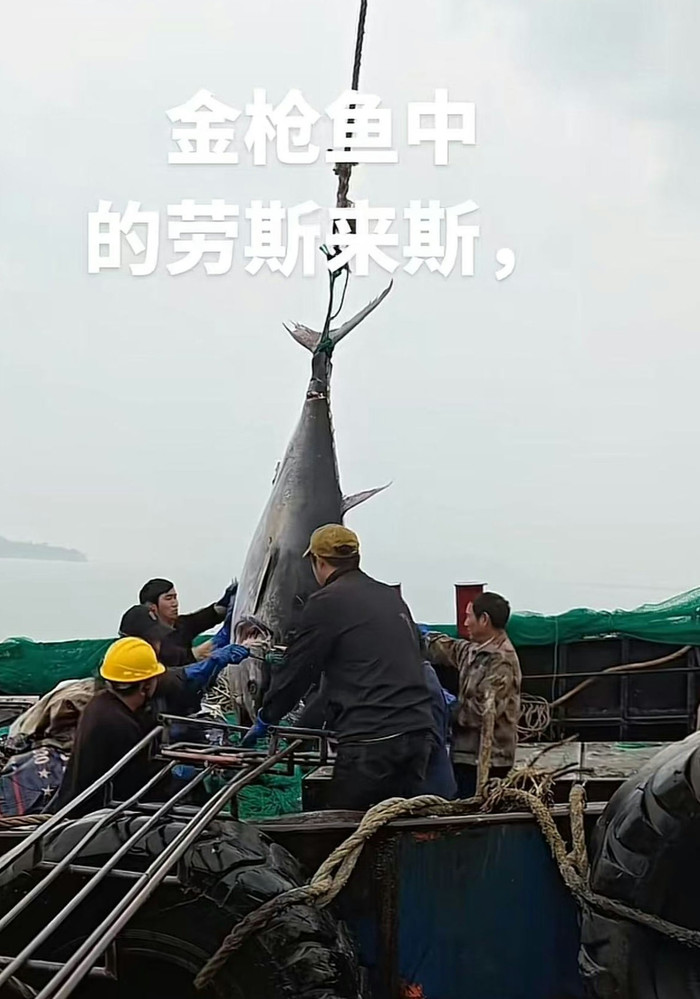 Ngư dân bắt được 2 con cá khổng lồ, giá trị hơn 350 triệu đồng Ảnh 1