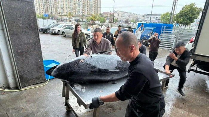 Ngư dân bắt được 2 con cá khổng lồ, giá trị hơn 350 triệu đồng Ảnh 2