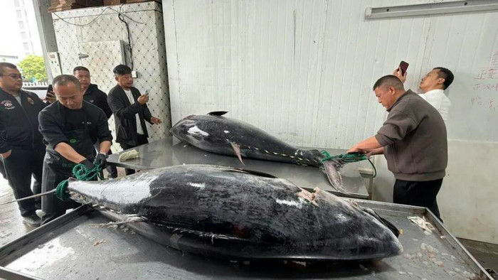 Ngư dân bắt được 2 con cá khổng lồ, giá trị hơn 350 triệu đồng Ảnh 4