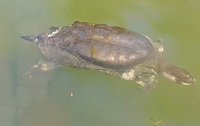 Phát hiện loài động vật 100 tuổi, cả thế giới chỉ còn vài con Ảnh 2