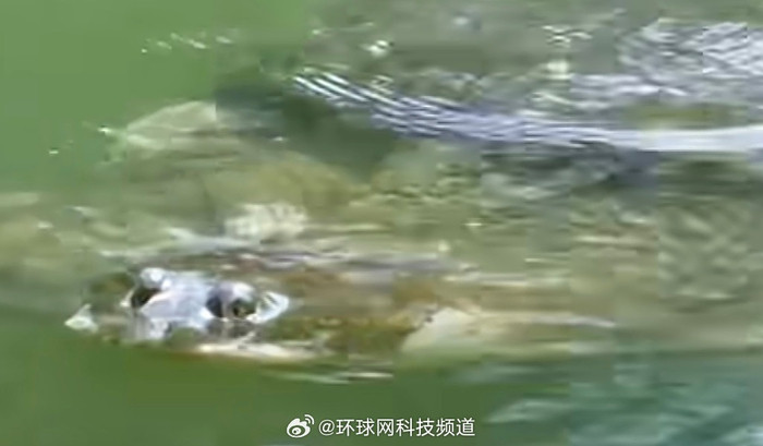 Phát hiện loài động vật 100 tuổi, cả thế giới chỉ còn vài con Ảnh 3