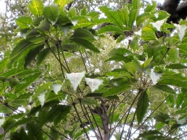 Đậm đà bát canh lá đắng ở xứ Nghệ - quê hương vợ chồng Hồ Văn Cường Ảnh 2