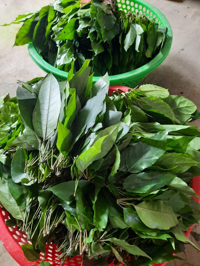 Đậm đà bát canh lá đắng ở xứ Nghệ - quê hương vợ chồng Hồ Văn Cường Ảnh 3