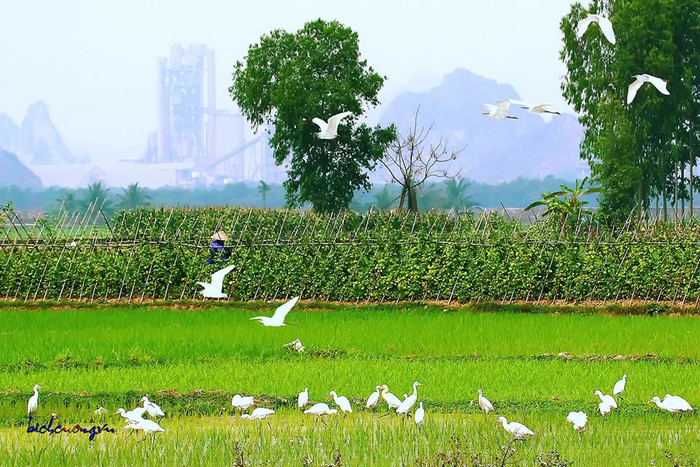 Bức tranh đồng quê thanh bình ở quê hương Phương Oanh.