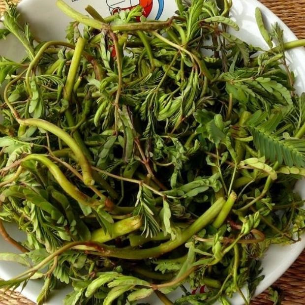 Rau rút (hay còn gọi là rau nhút) đang được trồng khá phổ biến ở xã Yên Hòa, Yên Mô (Ninh Bình).