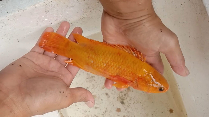 Người đàn ông bắt được con cá rô phi màu vàng cam cực hiếm, dân làng nô nức đến xem Ảnh 2