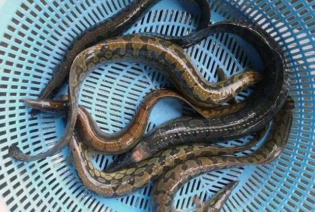 Vẻ ngoài của cá chạch lấu.