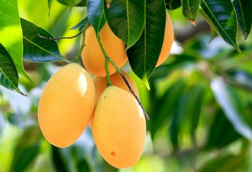 Những quả xoài chín cây khiến nhiều người vừa nhìn đã thích mắt.