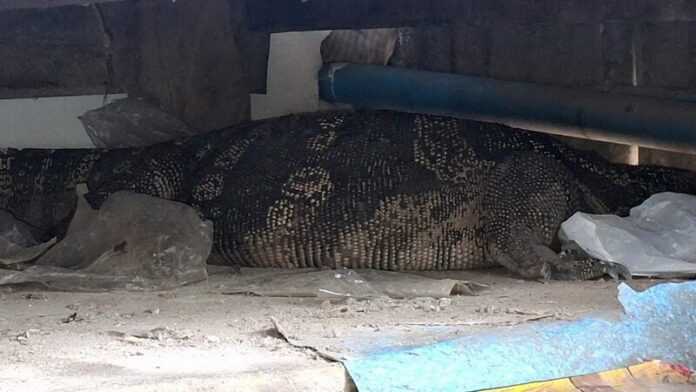 Con 'quái vật' khổng lồ bò vào nhà, bà cụ khóa cửa cầu cứu hàng xóm Ảnh 1