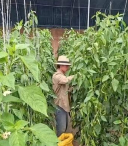 Nam diễn viên từng đóng 200 bộ phim, nay phải trồng ớt kiếm sống Ảnh 4