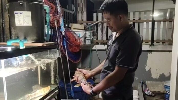 Người đàn ông bắt được con cá lóc vàng cực hiếm, được trả 7 triệu nhưng không bán Ảnh 1