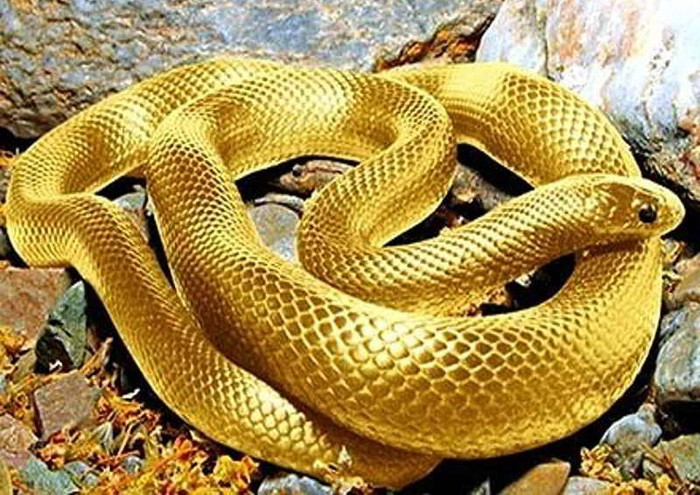 5 con giáp có xu hướng kiếm tiền giỏi nhờ sự bền bỉ, ít nói nhưng làm đâu chắc đó Ảnh 2