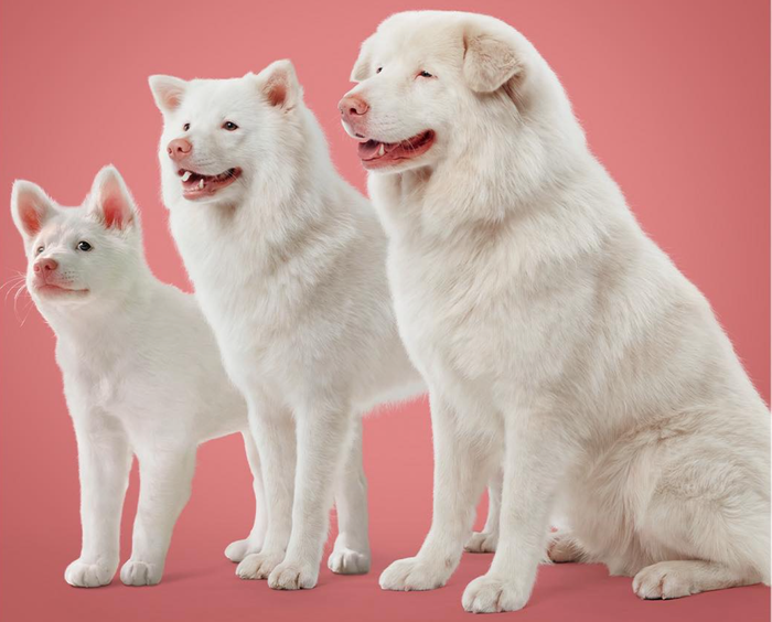 Dự án điện ảnh Thái Lan sở hữu cốt truyện đa góc nhìn giúp mở rộng tệp khán giả ở mọi lứa tuổi khi ra rạp. Ảnh: NSX