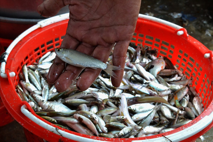 Loài cá linh.