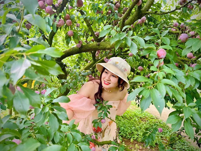 Đến Mộc Châu mùa hè, du khách thích thú với trải nghiệm tham quan và hái mận tại vườn.