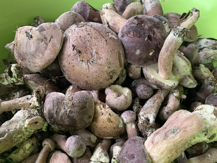 Loài cây quý hiếm chỉ xuất hiện 1 lần trong năm, người dân đổ xô đi hái kiếm tiền triệu mỗi ngày Ảnh 2