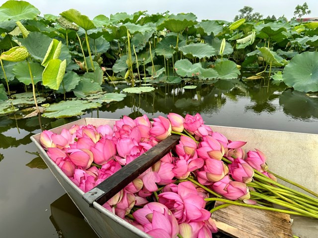 Sen Hồ Tây - thức quà mùa hè Hà Nội.