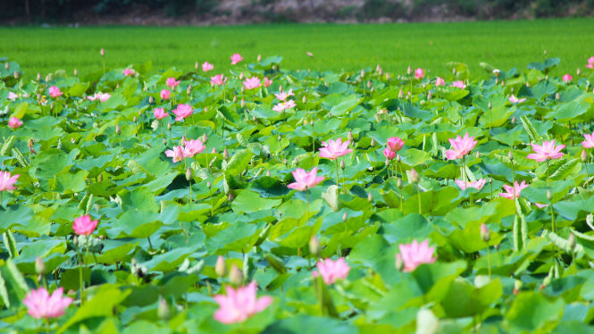 Cánh đồng sen trải dài ở Đồng Tháp.