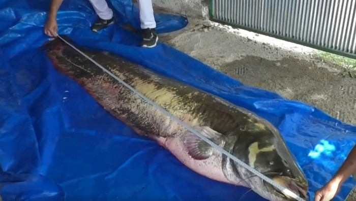 Người đàn ông câu được 'thủy quái nước ngọt' hơn 100 kg, vật lộn 2 giờ mới kéo được lên bờ Ảnh 2