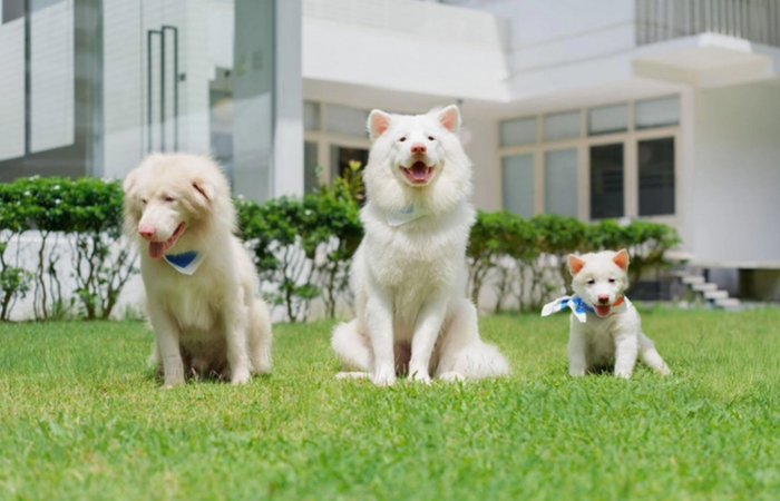 Bộ phim trở thành tác phẩm điện ảnh Thái Lan có doanh thu cao nhất tại thị trường Việt. Ảnh: NSX