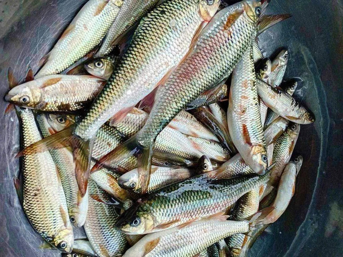 Cá suối ở vùng cao Nghệ An.