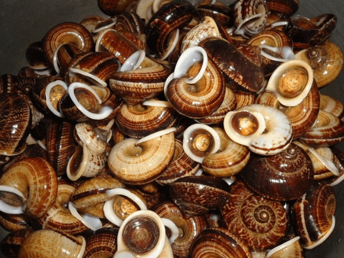 Cận cảnh con ốc núi ở Ninh Bình.