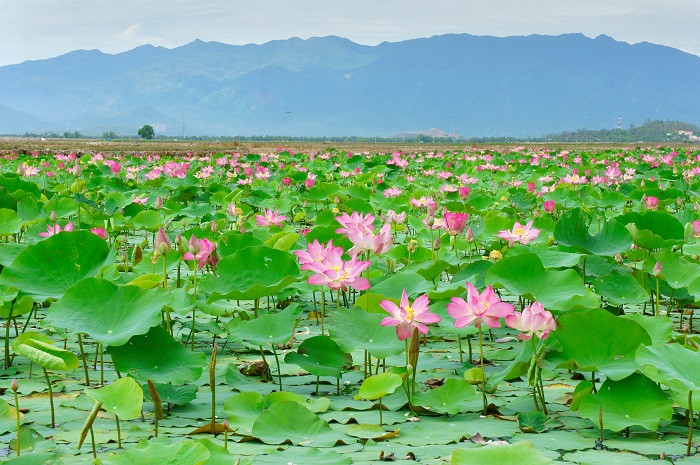 Mùa sen nở ở đồng sen Tháp Mười.