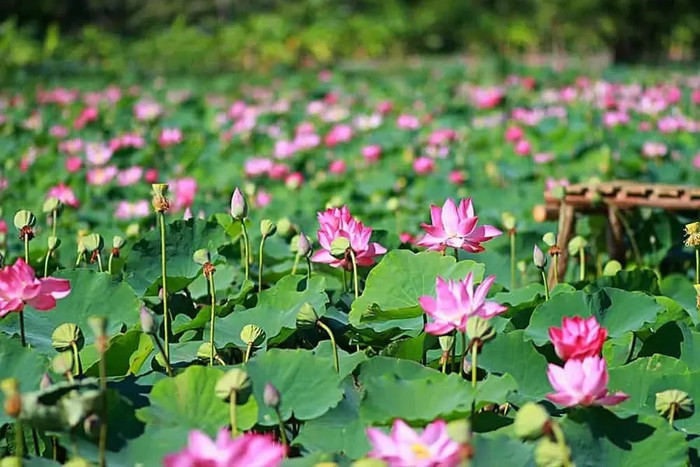 Cánh đồng sen ở Đồng Tháp.